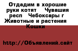 Отдадим в хорошие руки котят. - Чувашия респ., Чебоксары г. Животные и растения » Кошки   